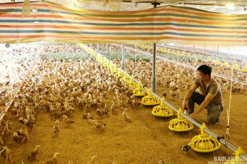 Liên kết chăn nuôi: Giảm rủi ro, tăng hiệu quả