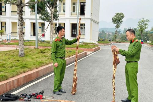 Lạng Sơn: Khởi tố hai đối tượng trộm cắp 6 cây gỗ sưa tại Hữu Lũng