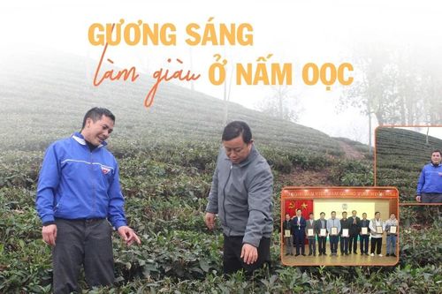 Gương sáng làm giàu ở Nấm Oọc