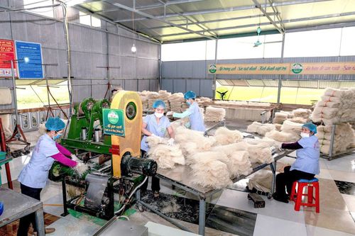 Phú Thọ có 3 HTX/Quỹ TDND được tôn vinh và nhận giải thưởng Ngôi sao HTX năm 2025 'CoopStar Awards'