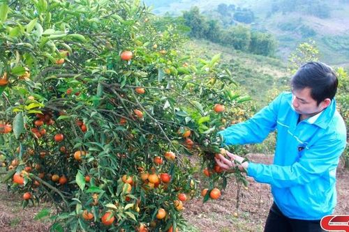 Tân Yên xây dựng các mô hình kinh tế