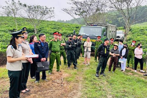 Cưỡng chế vụ việc điểm về sử dụng trái phép đất trồng chè