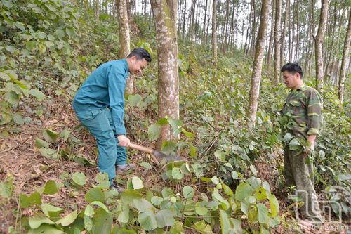 Yên Đổ đi đầu trong cấp chứng chỉ rừng FSC