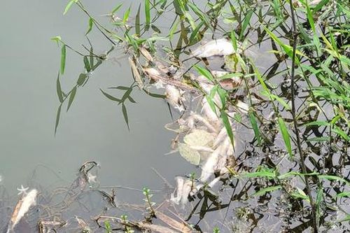 Lấy mẫu nước tìm nguyên nhân cá chết hàng loạt trên suối Ác ở Hà Tĩnh