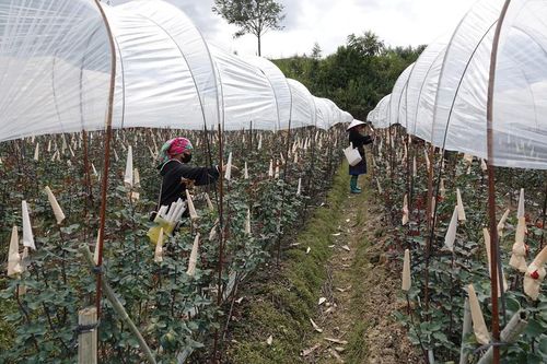 Hoa hồng nở trên đất khó Nậm Khắt, giúp người dân đẩy lùi 'cái nghèo' phía sau