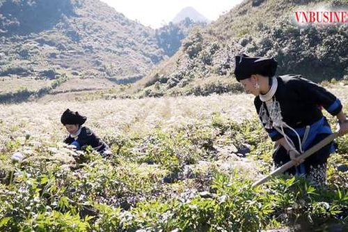 Ấn tượng từ những mô hình 'đuổi nghèo' của đồng bào dân tộc thiểu số ở Sìn Hồ