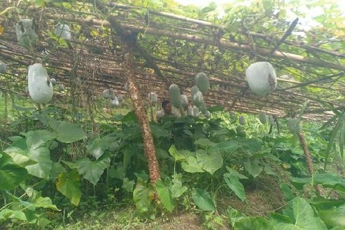 Chuyển đổi cây trồng đúng hướng, huyện miền núi xứ Thanh hái 'trái vàng' làm giàu