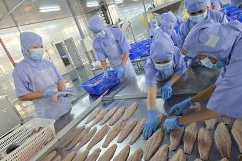 Lào xuất khẩu lô cá tra nuôi đầu tiên sang Trung Quốc