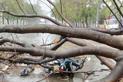 Chùm ảnh: Mưa đá lớn ở Bình Dương, cây đổ, ô tô bị nhấn chìm trong biển nước