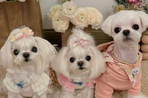 Dàn chó cưng sống 'sang chảnh' hơn cả người: Mỗi ngày mặc một bộ đồ hiệu, có cả tủ đồ riêng