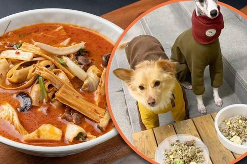 Nồi lẩu đặc biệt dành cho chó cưng khiến dân mạng 'phát hờn': 'Còn ngon hơn cả đồ tôi ăn'