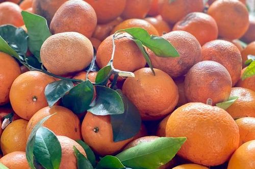 Quýt sim hút hàng, tiểu thương nhập hàng liên tục nhưng không đủ bán