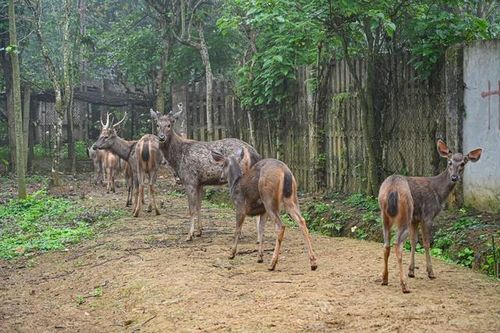 Thả 18 cá thể động vật hoang dã quý hiếm về rừng