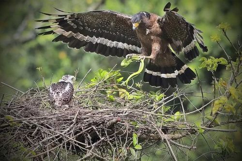 Điểm tên những loài thiên địch của rắn độc