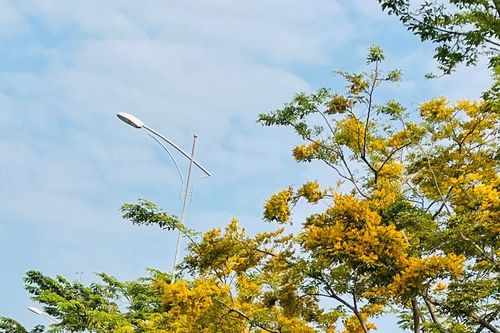 Rộn ràng lễ hội 'Tam Kỳ - Mùa hoa sưa năm 2025'