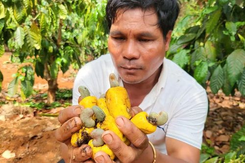 Điều mất mùa, nông dân thất thu