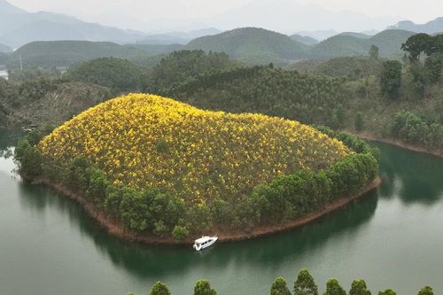 Sức hút của 'đảo vàng' ở Yên Bái