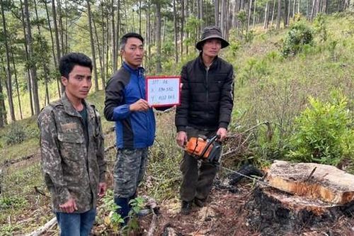 Tạm giữ hình sự 3 người cưa trộm gỗ trong rừng phòng hộ