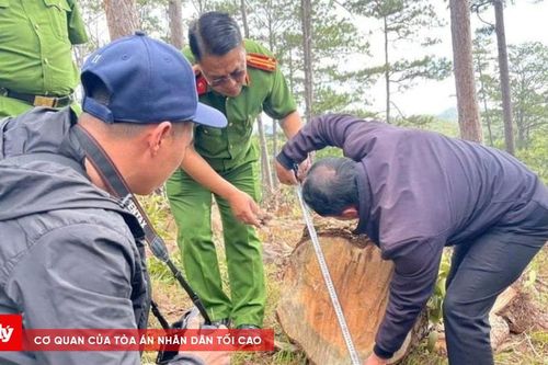 Tạm giữ 3 đối tượng 'xẻ thịt' rừng phòng hộ