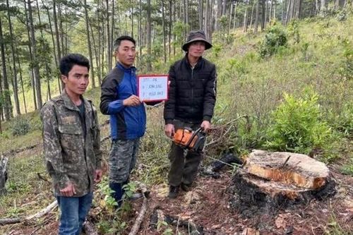 Tạm giữ 3 đối tượng khai thác trái phép gỗ thông trong rừng phòng hộ Đa Nhim