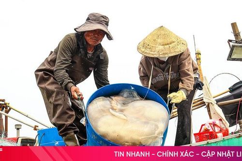 Mùa sứa biển ở Hà Tĩnh - ngư dân thu tiền triệu mỗi ngày