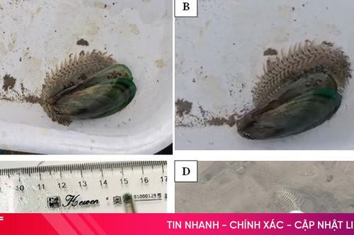 Cảnh báo loài sâu biển gây hại vùng nuôi nhuyễn thể