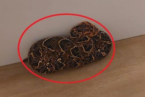 Tưởng khăn quàng bị rơi, người phụ nữ 'hoảng hồn' khi biết sự thật phía sau