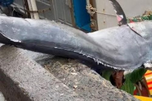 Ngư dân Vũng Tàu bắt được cá cờ 'khủng' nặng tới 200kg