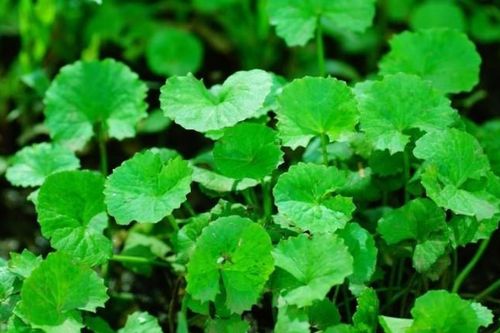 5 loại rau dại quen thuộc, được lương y trân trọng như những vị thuốc quý