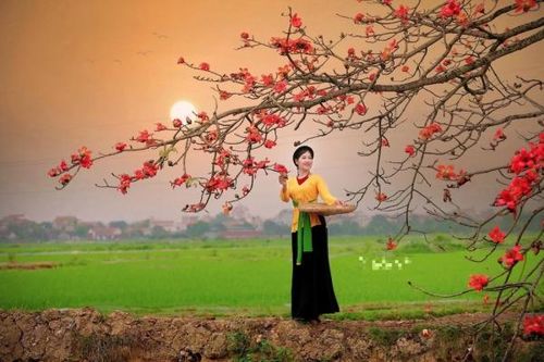 Cây gạo ở Hà Nam bị chặt và lỗ hổng quản lý văn hóa