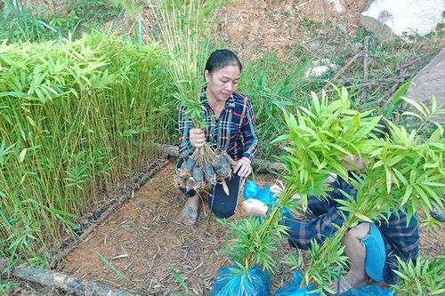 Quan Sơn thâm canh phục tráng, nâng cao hiệu quả rừng luồng