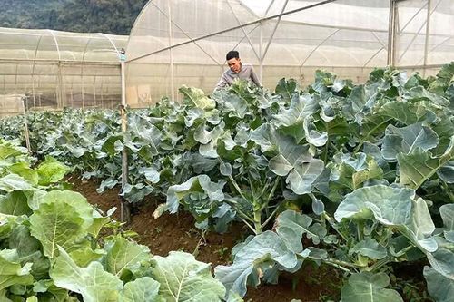 Đồng Lương thực hiện các giải pháp phát triển kinh tế