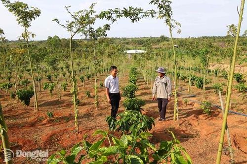 Cơ hội tái canh cây cà phê