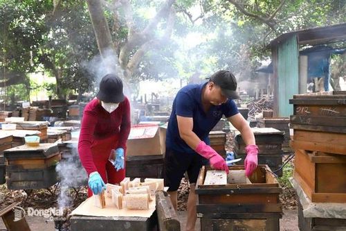 Thú vị thưởng thức mật ong bánh tổ