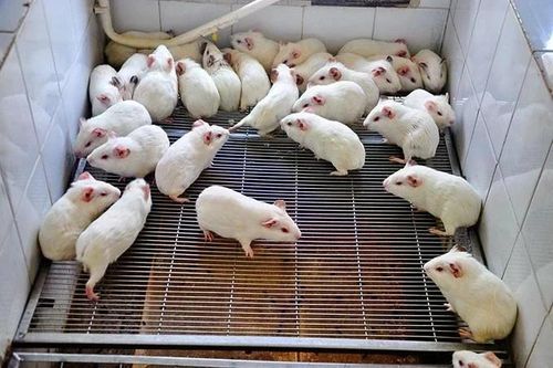 Nhật Bản cấy ghép thành công mô thận cho thai nhi chuột