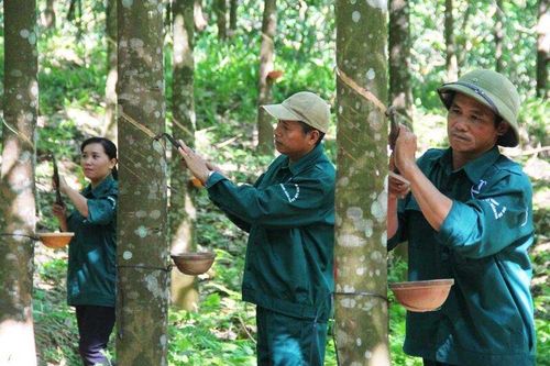 Giá cao su dự báo tăng 5-10%, loạt doanh nghiệp kỳ vọng hưởng lợi lớn