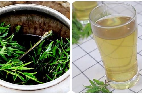 Uống nước lá đinh lăng có tác dụng gì với sức khỏe?