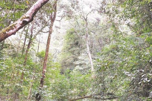 Xuyên đại ngàn theo dấu chân sao la