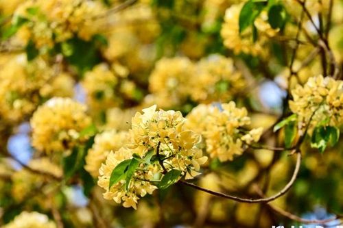 Chiêm ngưỡng cây hoa bún nở rực rỡ giữa lòng Thủ đô