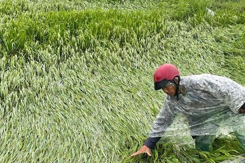 TP Huế: Hơn 1.300ha lúa Đông Xuân đổ ngã vì không khí lạnh trái mùa