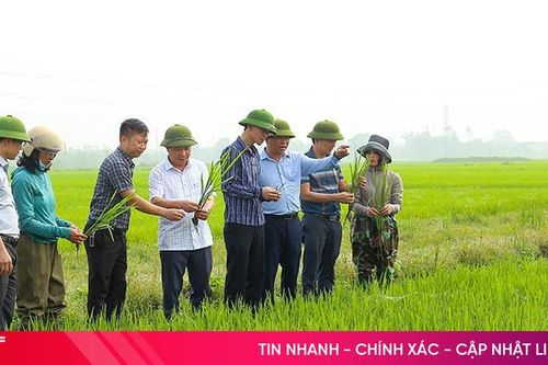 Mưa ẩm kéo dài, lo bệnh đạo ôn cổ bông gây hại lúa xuân