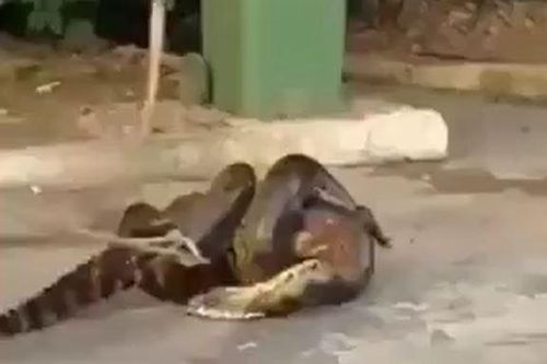 CLIP: Trăn Nam Mỹ tham lam nuốt cá sấu và màn giải cứu đầy gay cấn