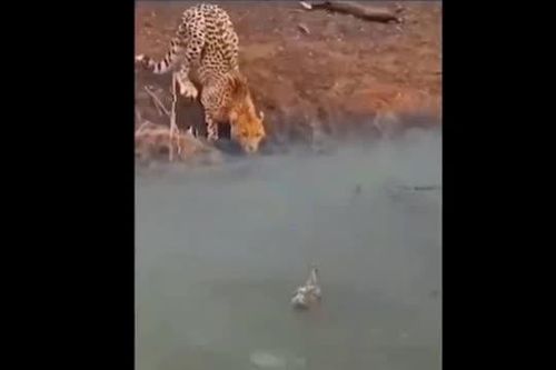 CLIP: Mải mê săn vịt, báo đốm không ngờ mình lại rơi vào bẫy tử thần