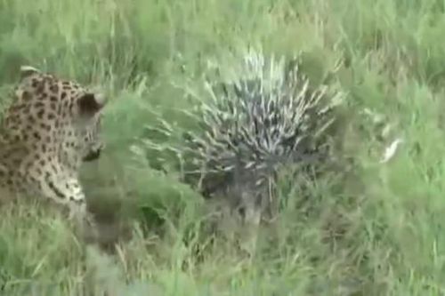 CLIP: Báo đốm nhận bài học đau đớn khi đùa nghịch với nhím