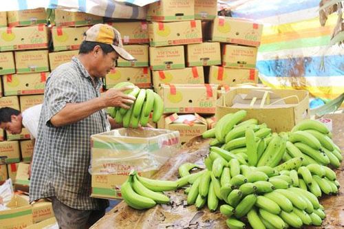 Đồng Nai cung ứng cho thị trường gần 111,6 ngàn tấn chuối