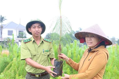 'Thảm đỏ' cho các dự án trồng rừng