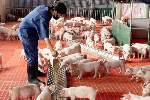 Chi phí đầu vào tăng, sản xuất nông nghiệp gặp khó