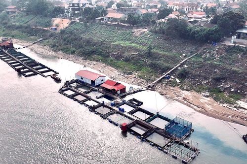 Lận đận...cá tiến Vua