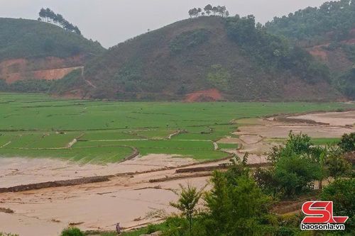 Hơn 9,5 ha lúa ở Bản Lầm bị ảnh hưởng do mưa lũ