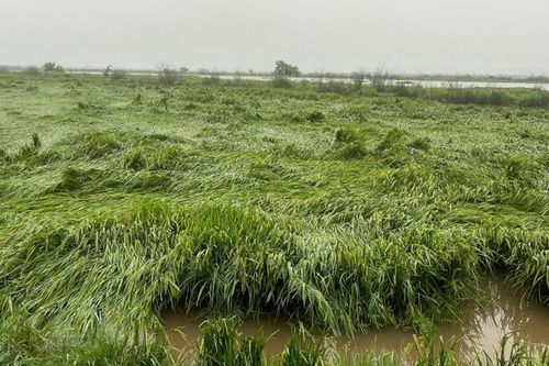 Mưa lớn, gió mạnh làm 1.321 ha lúa ngã đổ